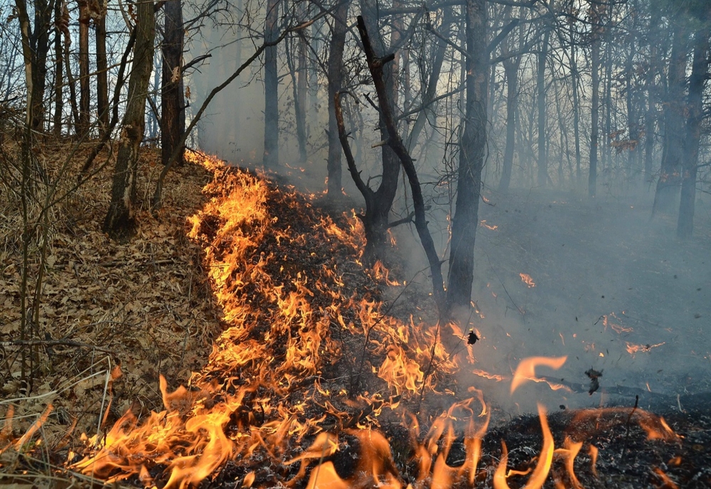 Incendiu într-o pădure din Prahova. Ard 70 de hectare