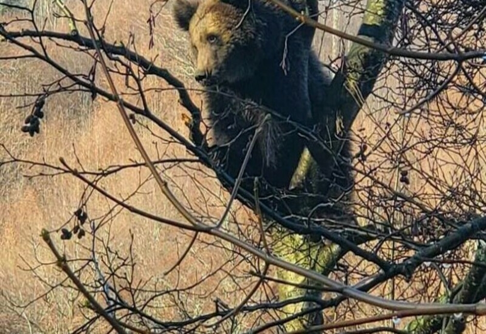 Prahova. Un urs s-a căţărat într-un copac în Azuga. Autorităţile au emis mesaj Ro-Alert