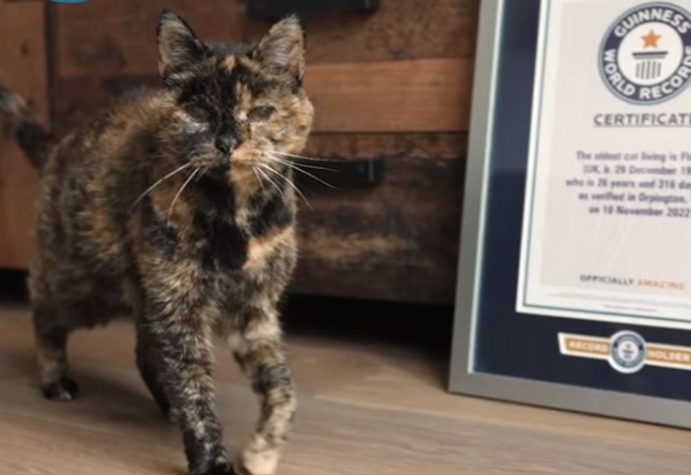 Câți ani are și cum arată cea mai bătrână pisică din lume