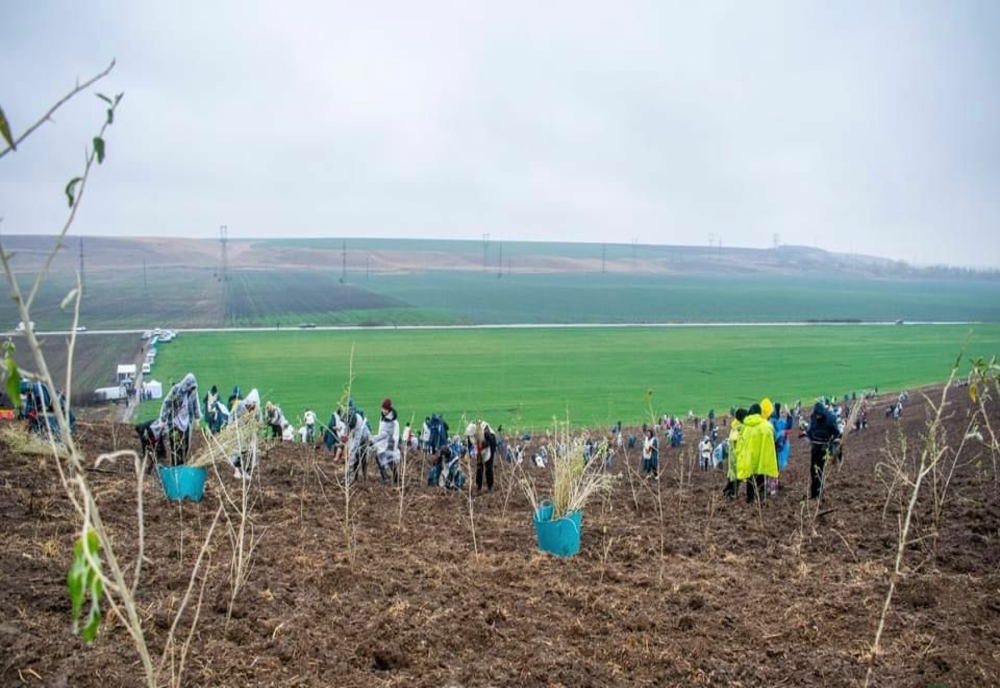 Peste 300 de voluntari au plantat copaci într-o comună din Olt