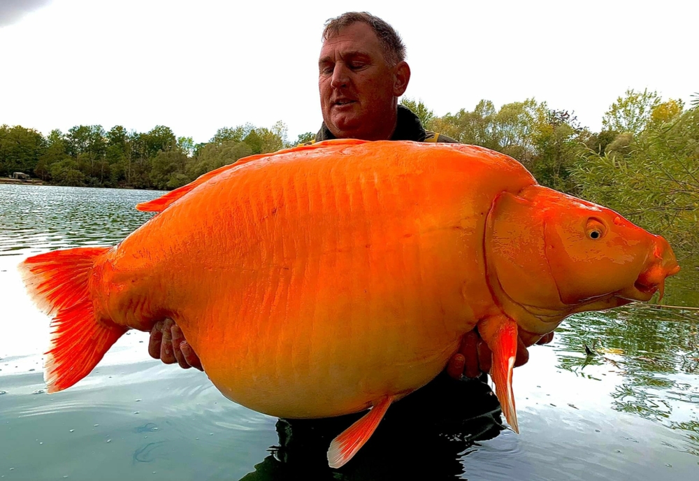 A fost prins cel mai mare „peștișor” auriu din lume