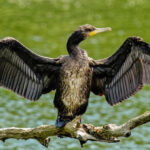 Petre Daea vrea să scoată cormoranii din lacurile fiicei, cu mâna altor parlamentari