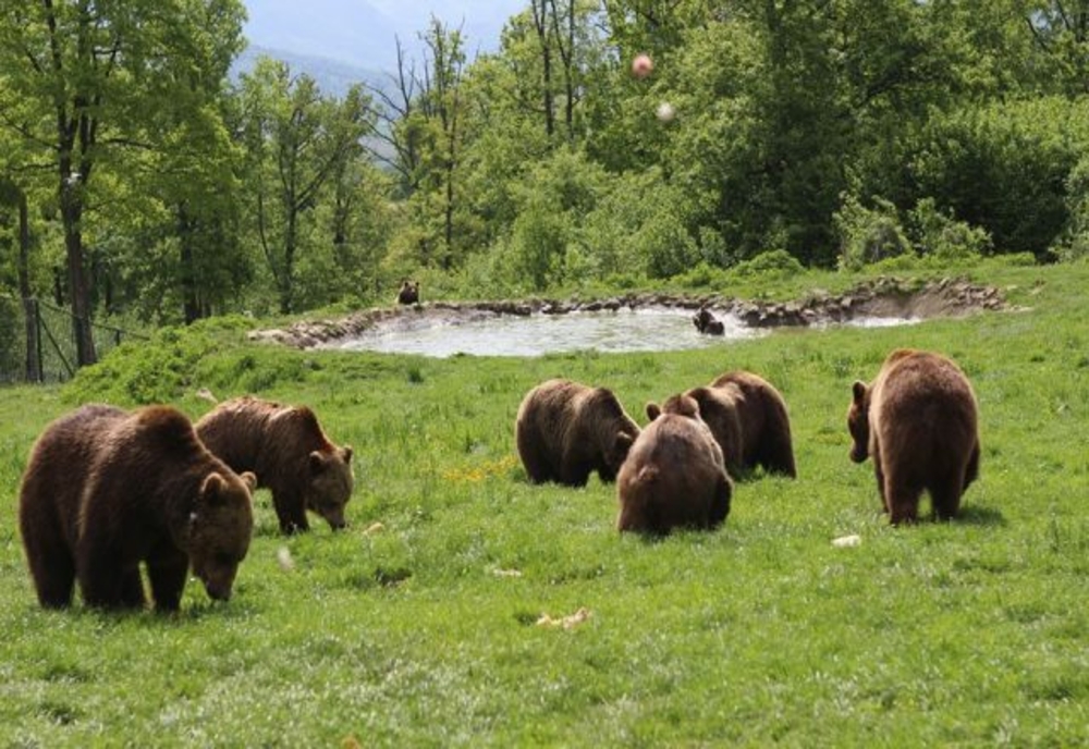 5 urși care coboară frecvent în zona unor localități din România vor fi monitorizați prin GPS