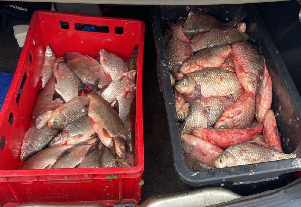 100 de kg de peşte confiscate de jandarmi