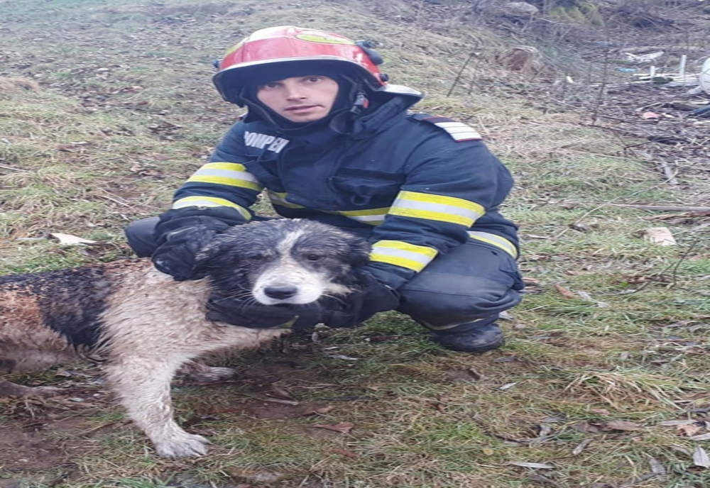 Haiduc, un câine norocos:  salvat de pompieri din calea flăcărilor