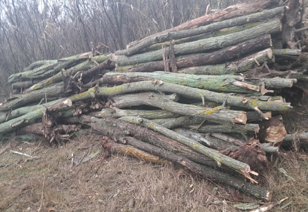 Amenzi și marfă confiscată la transportatorii și comercianții de lemne, în județul Hunedoara