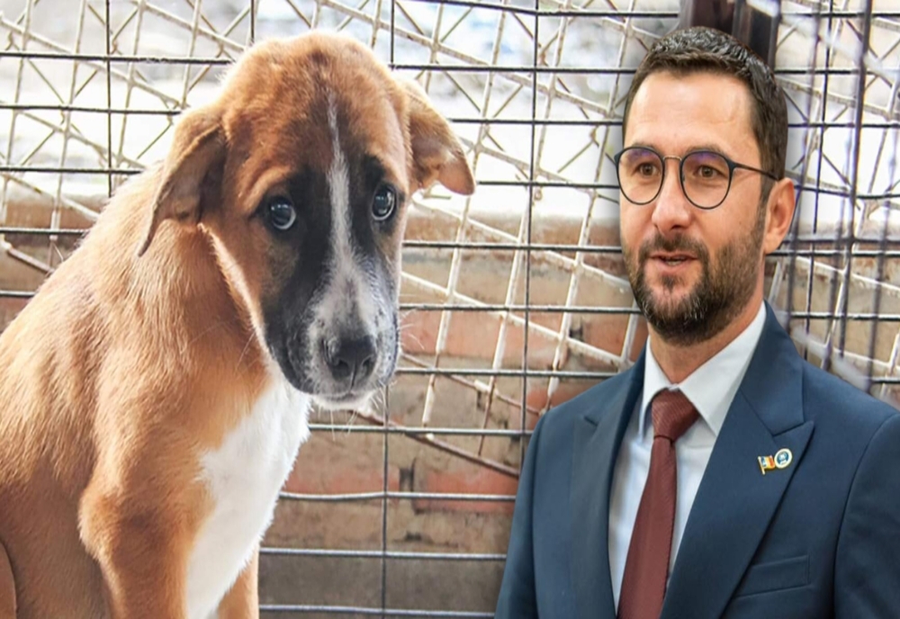 ”Perla Moldovei” se transformă în abator de câini. Primarul preferă eutanasierea în locul sterilizării