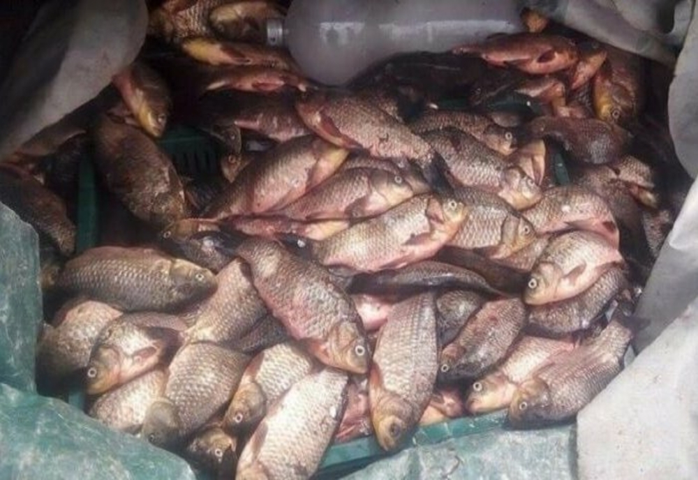 Prahova. Trei tineri au furat 126 de kilograme de pește din Balta de la Fulga