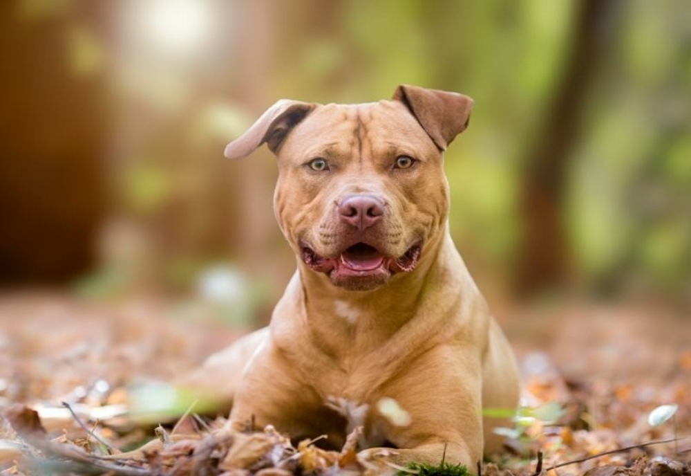 Câine de luptă, capturat după un ATAC lângă o grădiniță din Deva – Animalul agresiv umbla liber pe străzi