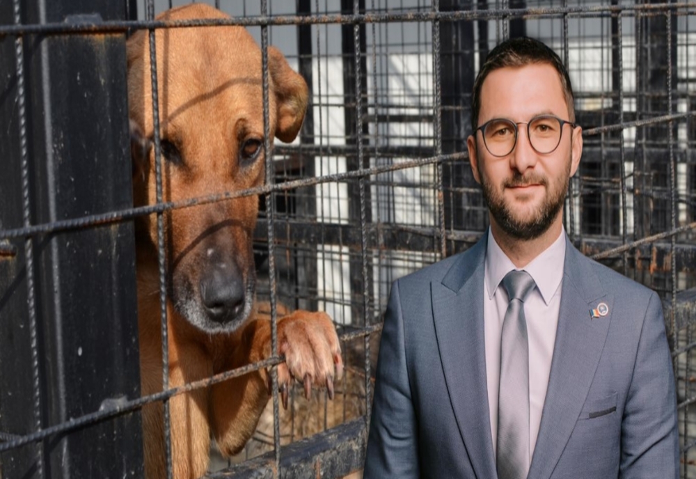 Primarul Andrei Carabelea: ”Singura care rezolvă problema câinilor fără stâpân este EUTANASIEREA”