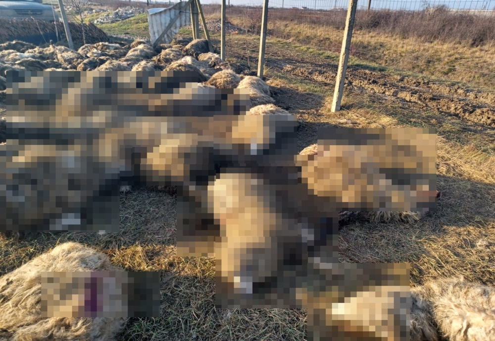 Zeci de oi omorâte pe un câmp de lângă Timișoara. Proprietarul crede că au fost atacate de o haită de câini vagabonzi