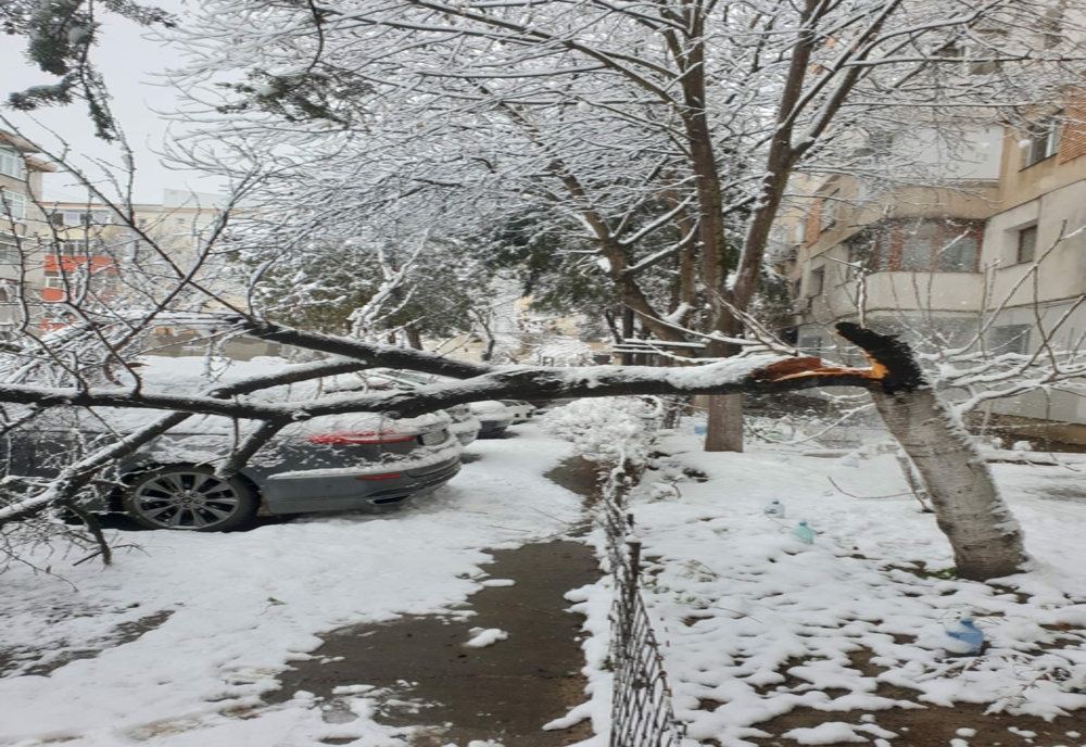 FOTO Copac căzut peste o mașină în Călărași
