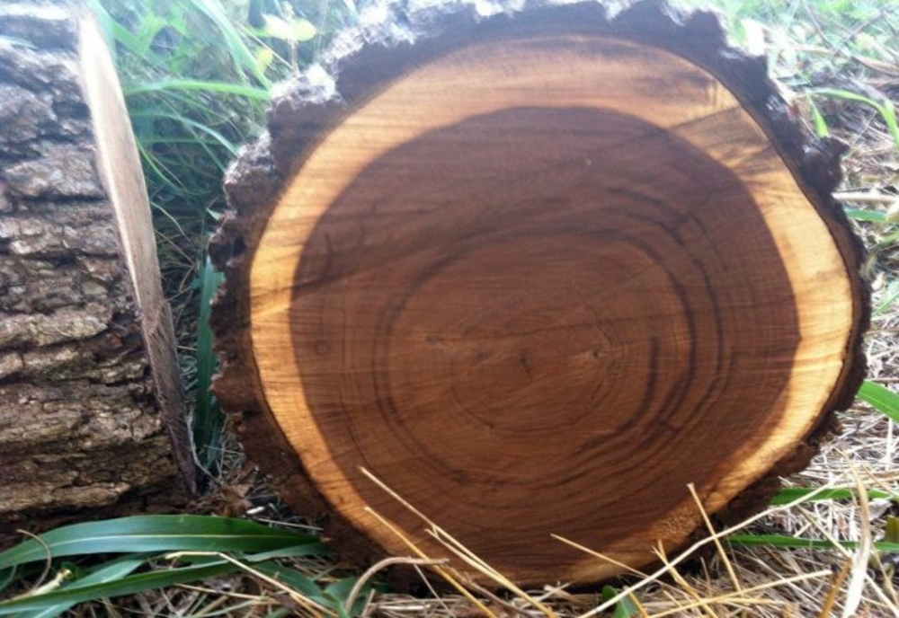 Copacul pe care NU ai voie să-l tai în România – legea INTERZICE TOTAL asta: amendă uriașă