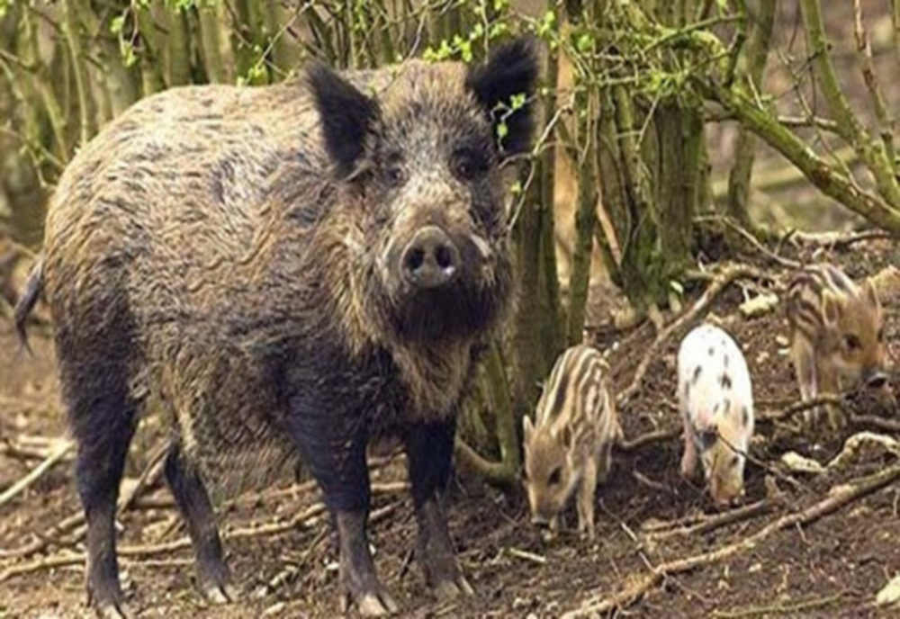 Măsuri pentru limitarea răspândirii pestei porcine africane în județul Caraș-Severin
