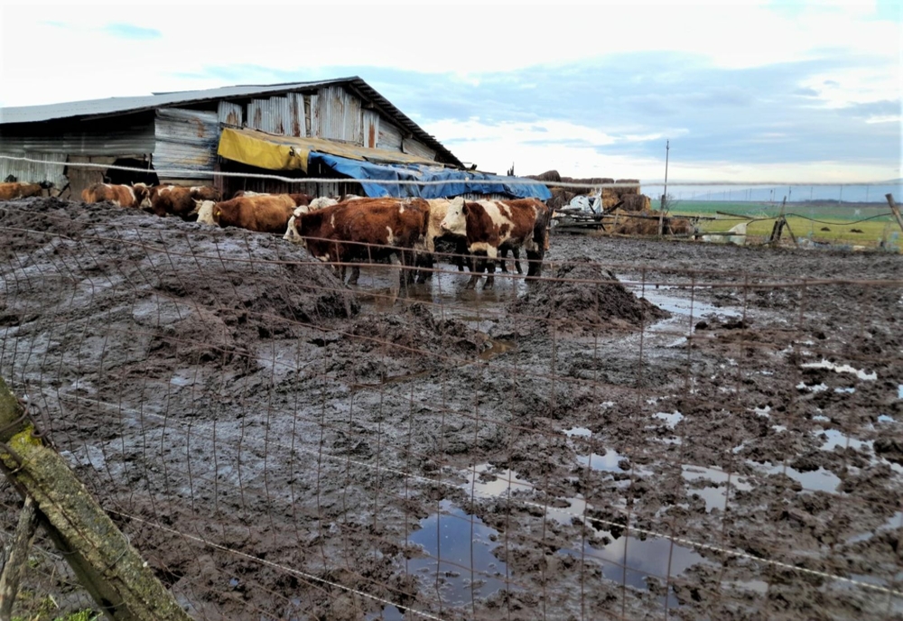 Arad: Crescătoria în care zeci de vaci stăteau în noroi până la genunchi este desfiinţată