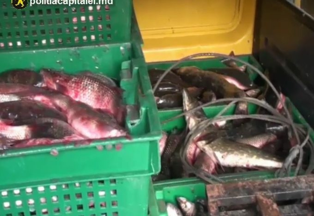 Prahova. Zeci de kilograme de pește vândute direct din portbagaj nu i-au adus profit, ci doar un dosar penal