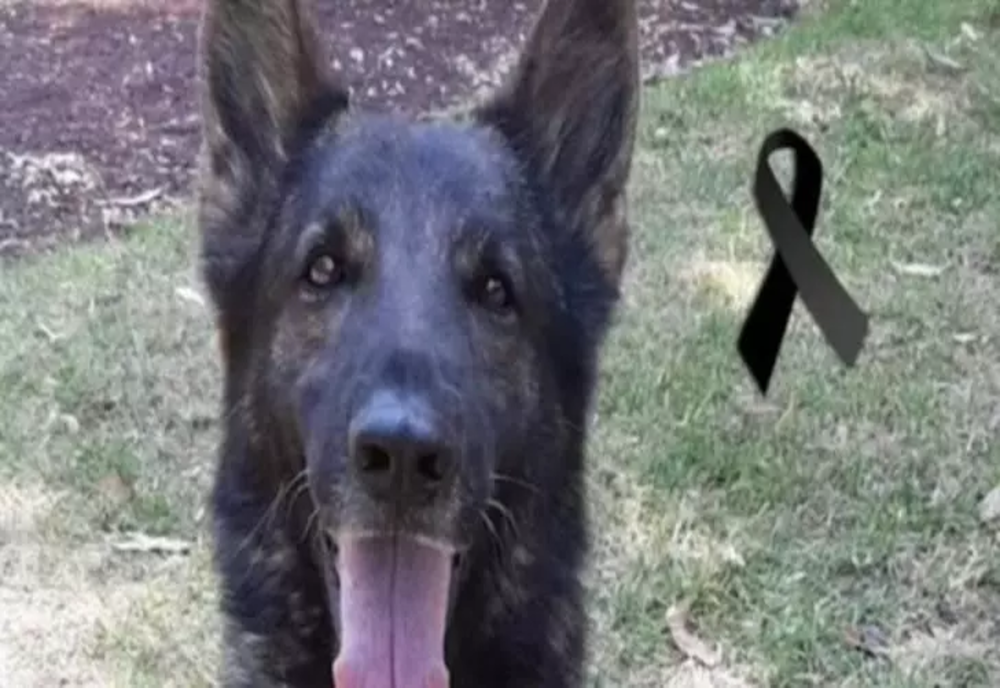 Un câine salvator în Turcia a murit în timpul unei intervenții – Proteo a salvat doi oameni