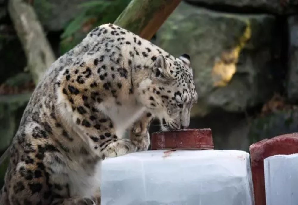 “Locatar” nou la ZOO Sibiu: Leopardul de Amur – VIDEO
