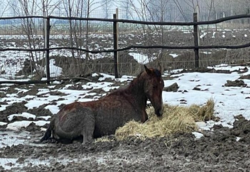 Ilfov: Zeci de animale au fost înfometate și ţinute în frig