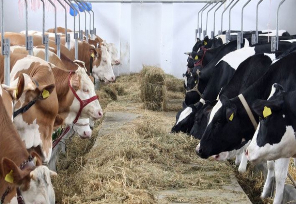 Alertă în Europa! A fost depistată boala vacii nebune, fermierii caută soluții