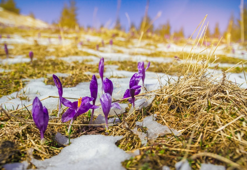 Vremea extremelor: Temperaturi de primăvară și ninsori, la final de februarie