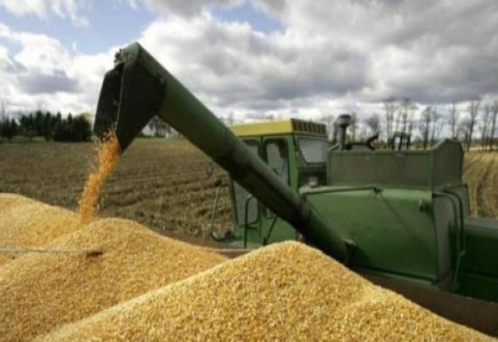 Cerealele din România, refuzate la export, din cauza contaminării cu organisme modificate genetic