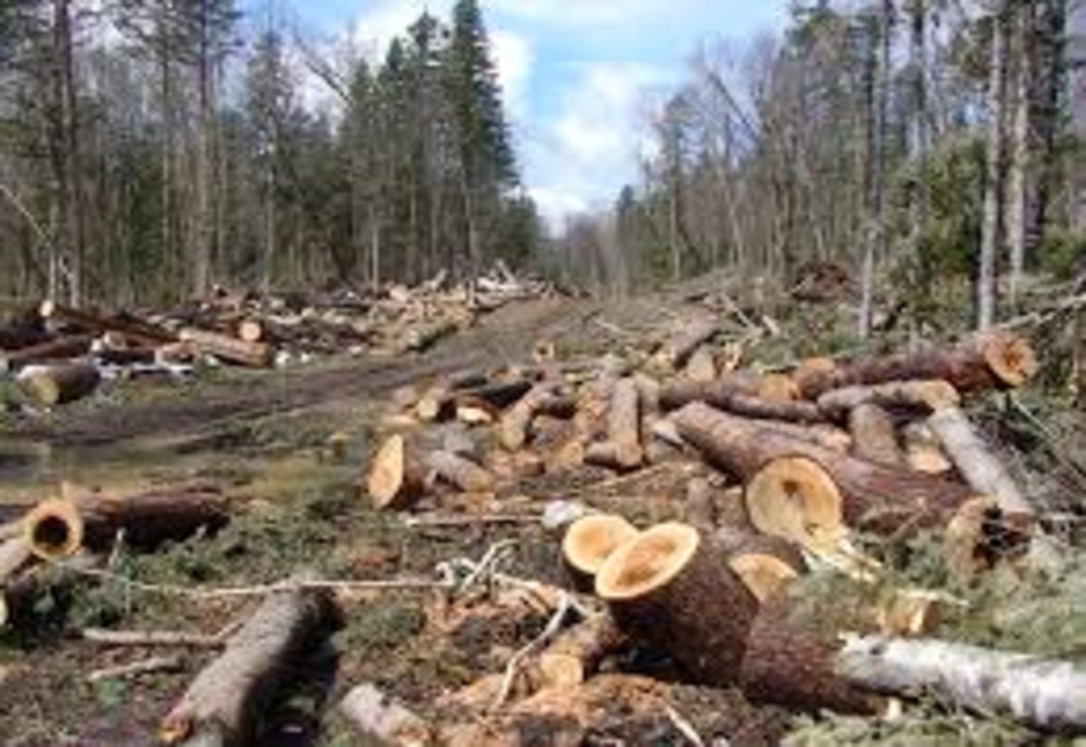 Baron al tăierilor ilegale de lemn din pădurile României, trimis în judecată