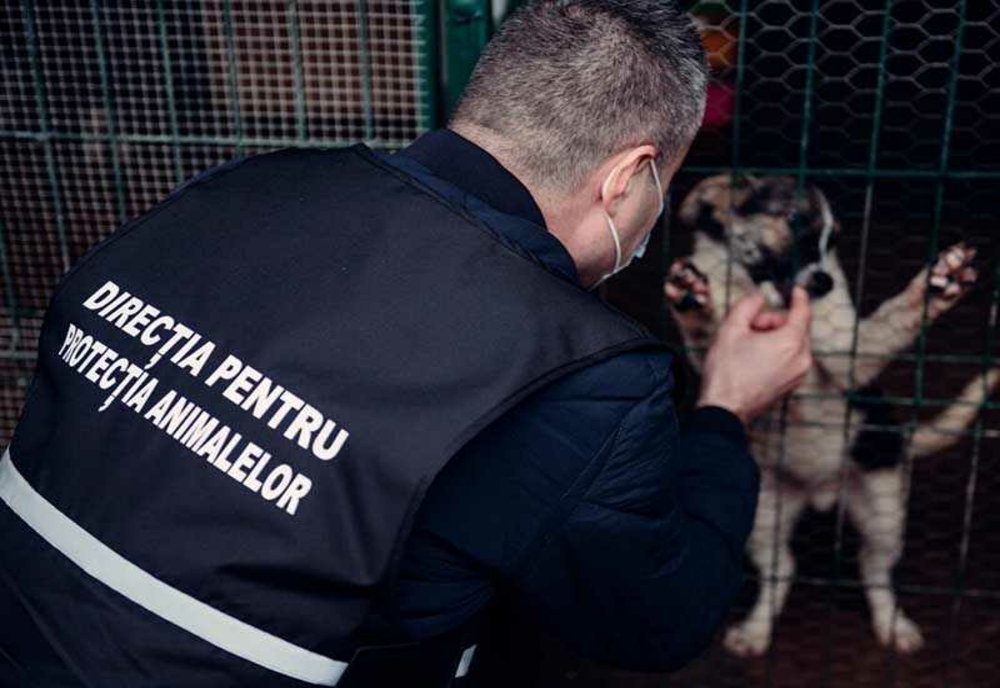 Căini abandonați în Năvodari. Poliția îi caută pe făptași