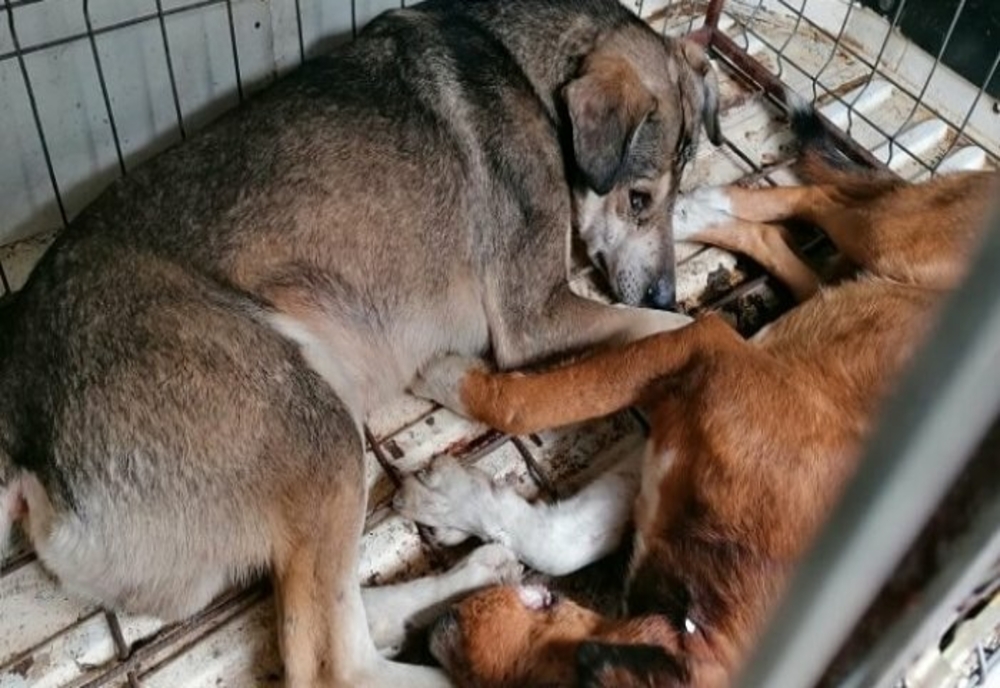 Prahova. Ordin de protecție emis pentru câini ținuți fără hrană și apă într-un adăpost