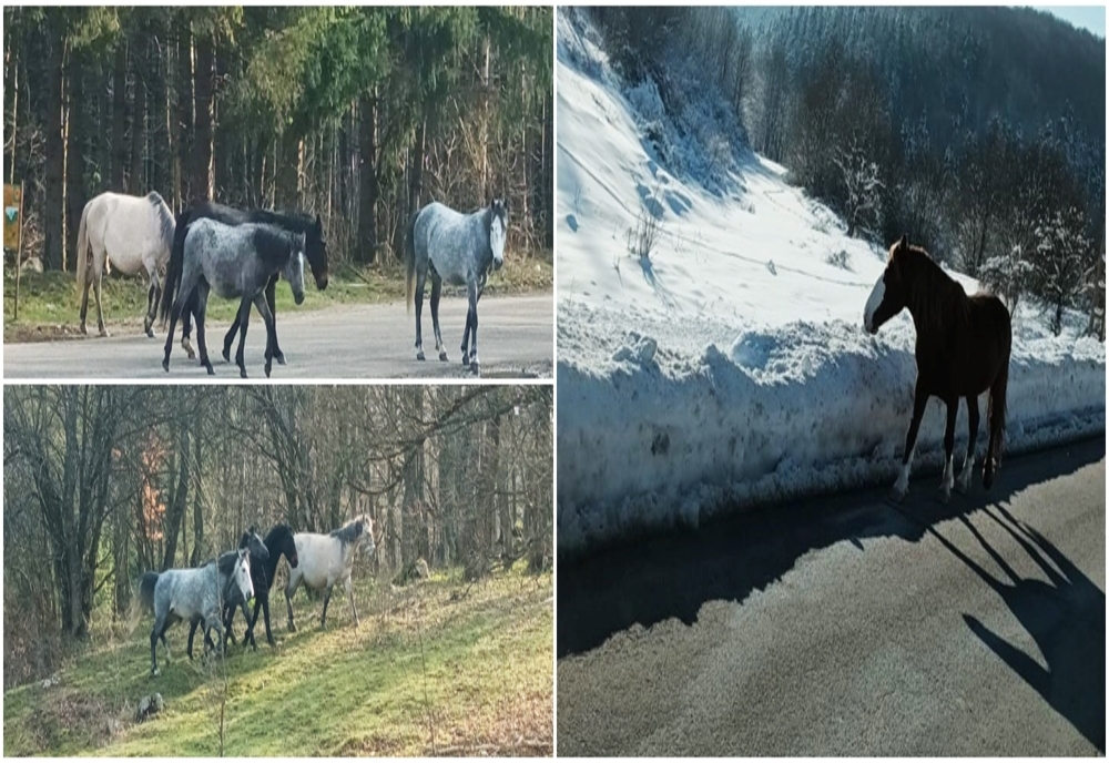 Priveliște spectacol: caii liberi de la Marila, surprinși aproape de un drum național