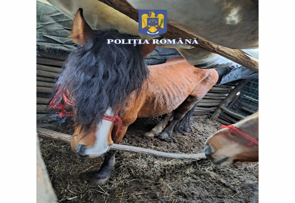 Animale ținute în condiții îngrozitoare la o stână din Caraș-Severin. Proprietarul a fost amendat