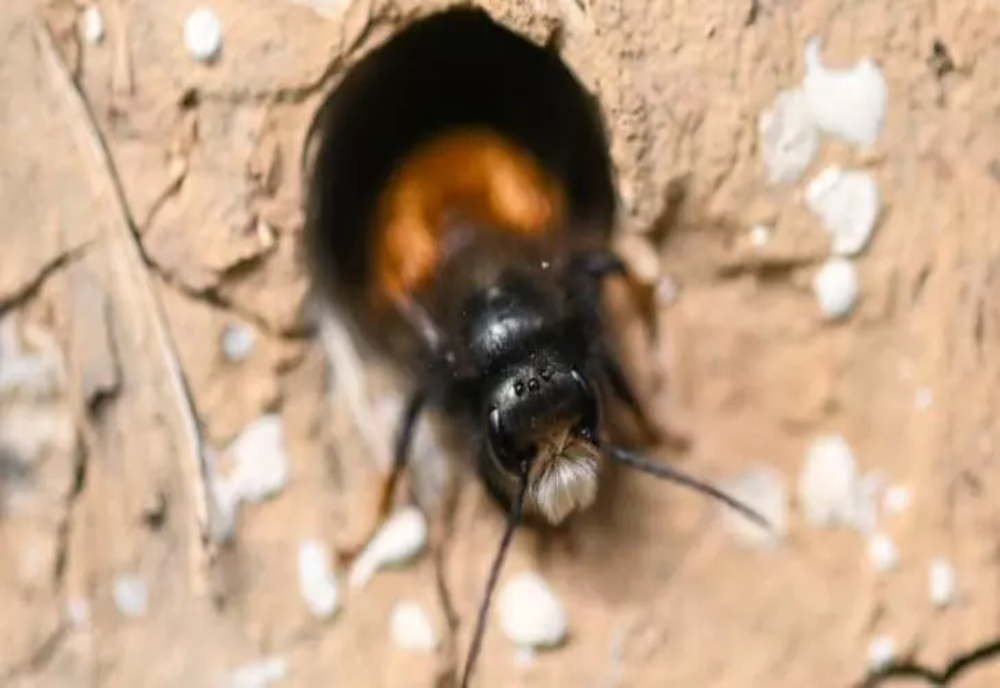VAMPIRUL albinelor face ravagii. Alertă printre apicultorii români