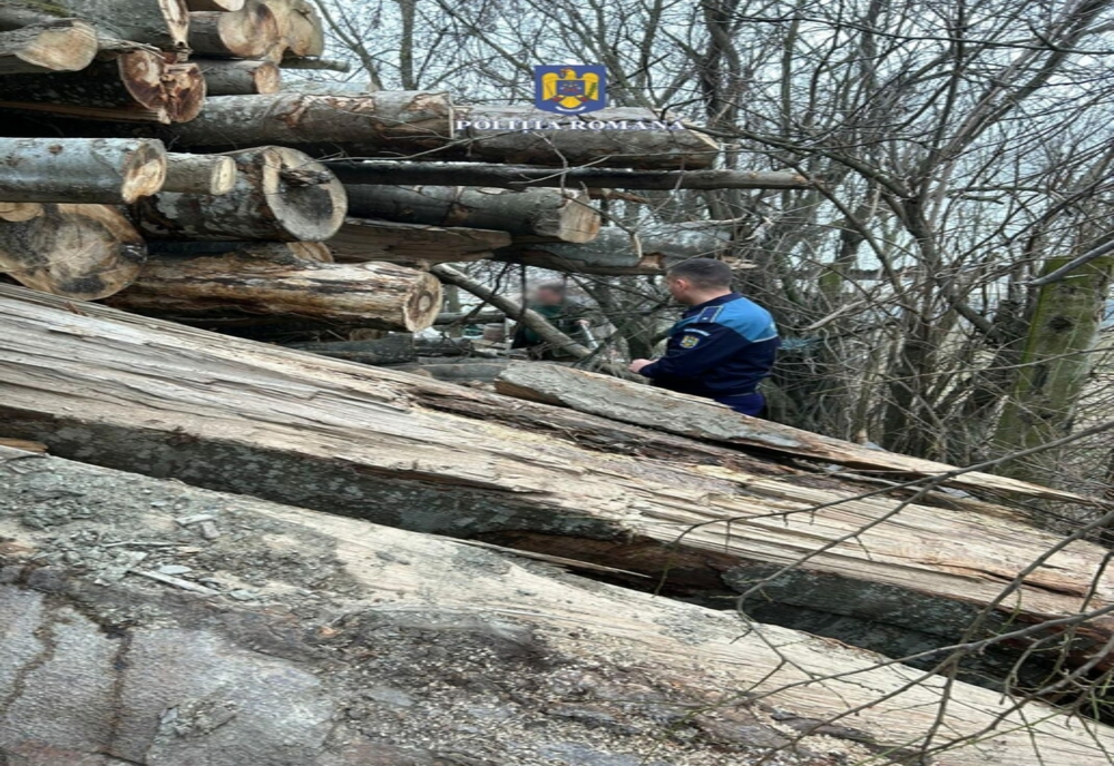 Dâmboviţa. Material lemnos confiscat și amenzi contravenționale pentru o societate comercială