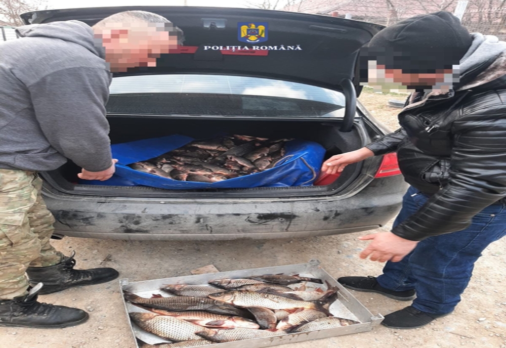 FOTO Ialomițean prins cu mașina plină cu pește fără acte