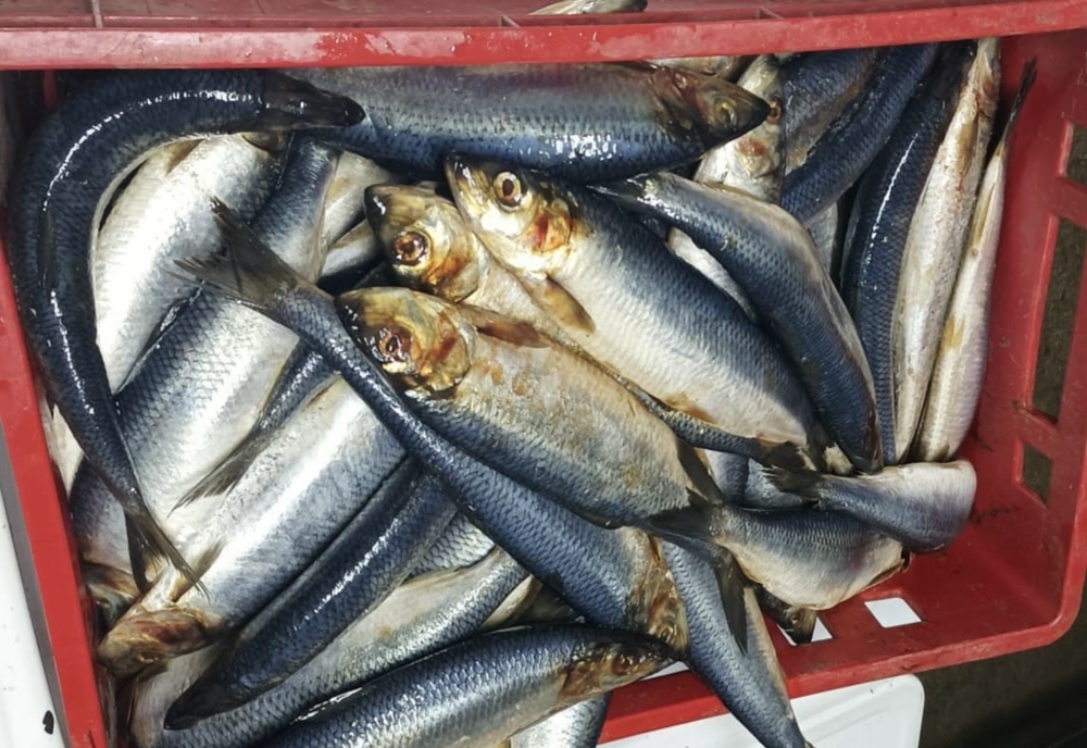          Peste 25 kg de pește confiscate de polițiștii