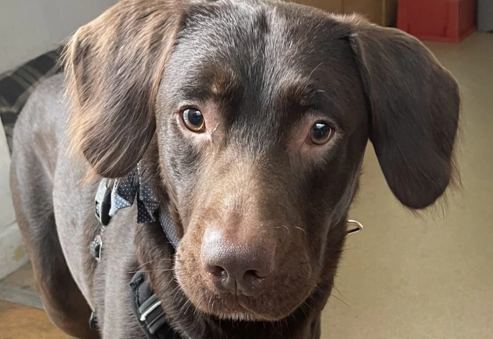 Coco, câinele ”alcoolic”, a fost salvat de veterinari. Este primul caz de acest fel