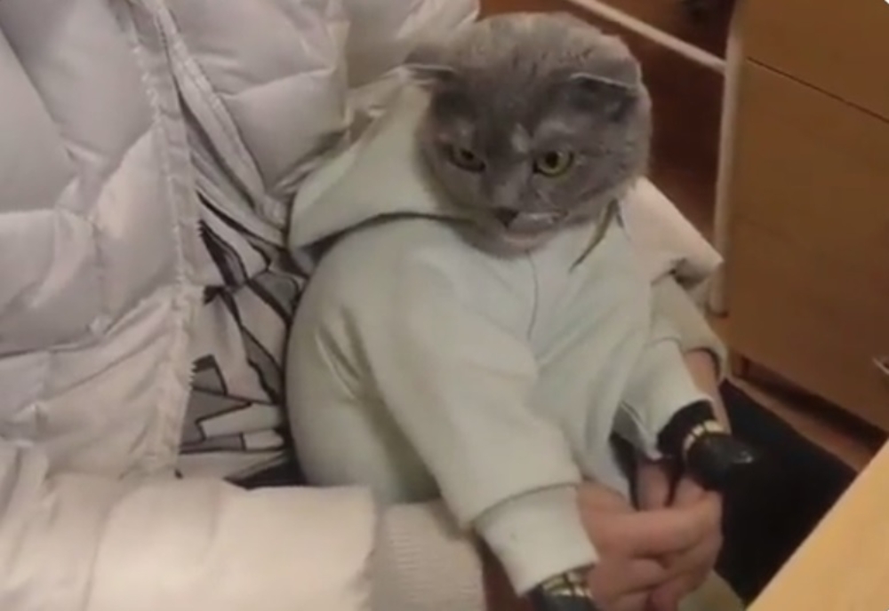 Transport inedit de droguri: O pisică îmbrăcată ca un bebeluş transporta stupefiante în Rusia