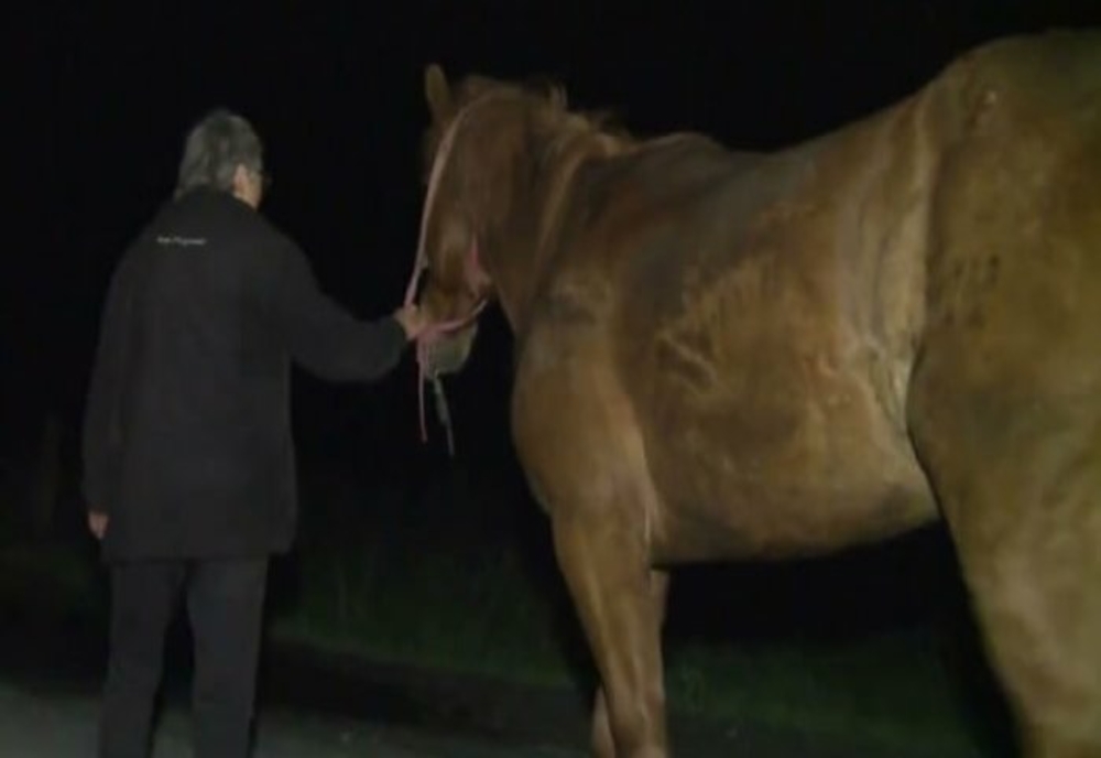 Cal furat de pe câmp, într-o comună din Prahova. Suspectul susține că l-a luat în contul unei datorii