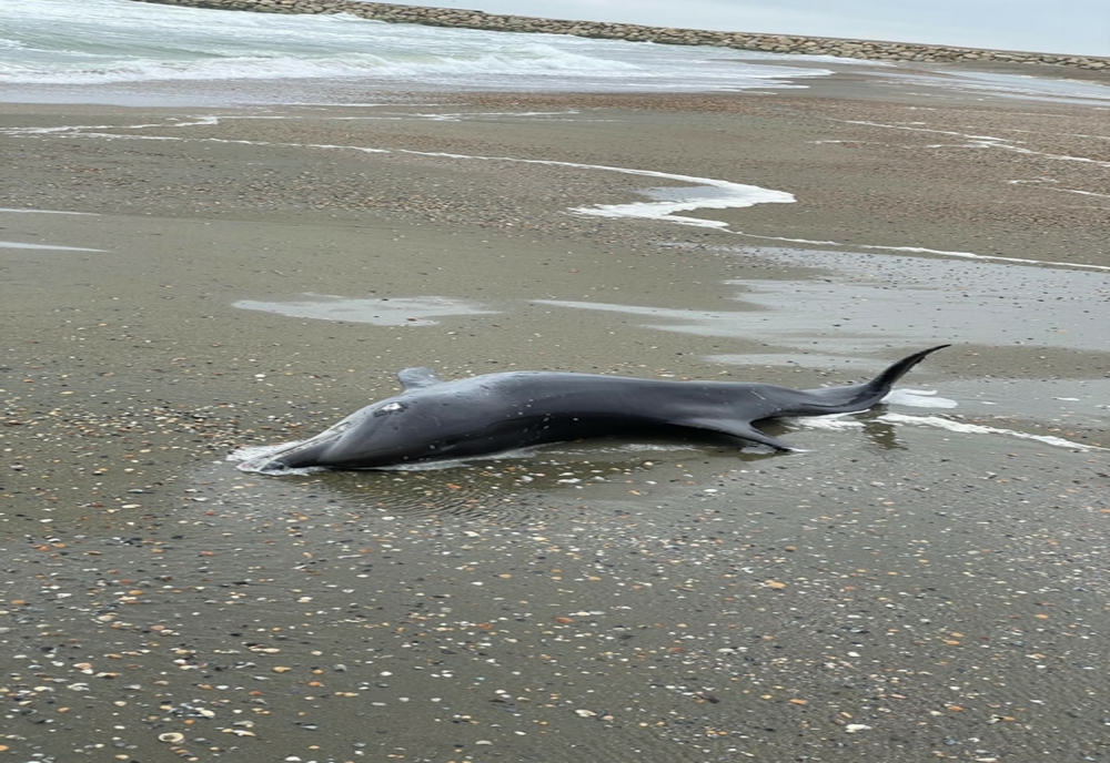 VIDEO Un delfin a fost găsit mort pe plaja din Eforie