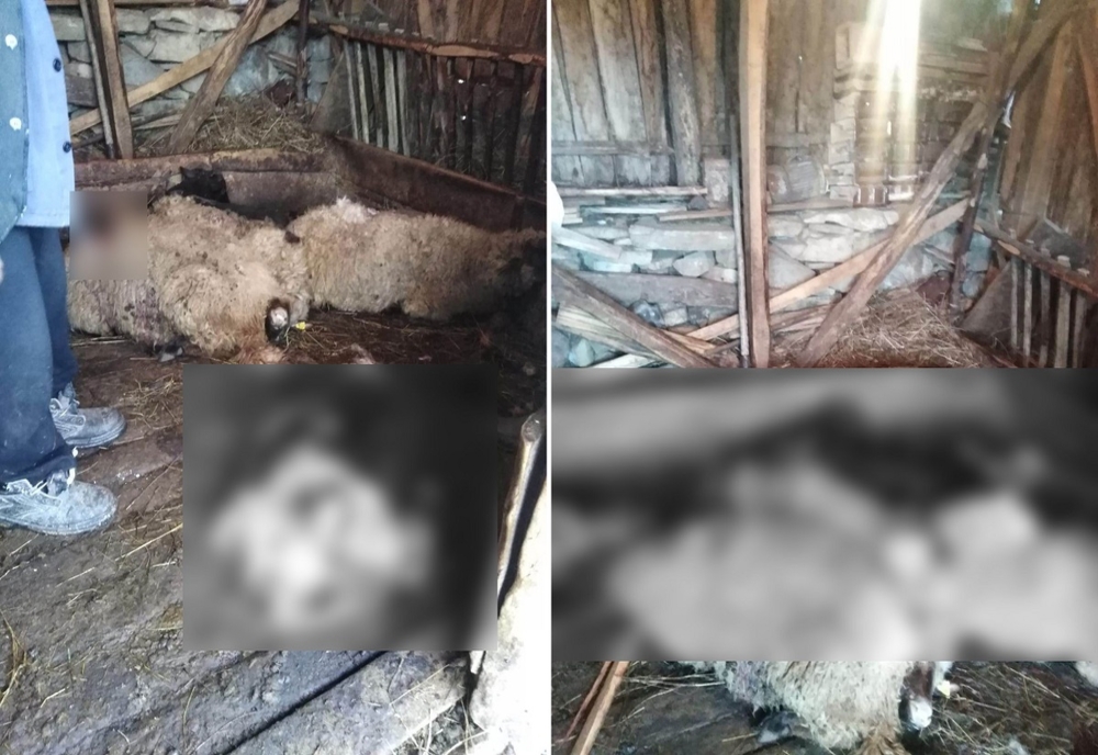 Prahova. Gospodărie atacată de urs azi noapte în Bertea. 10 oi au fost ucise