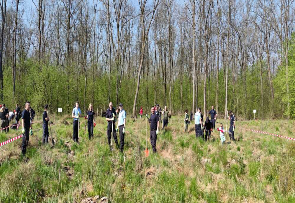 De ”Ziua Pământului” , jandarmii sătmăreni au plantat 400 de puieți de stejar și frasin