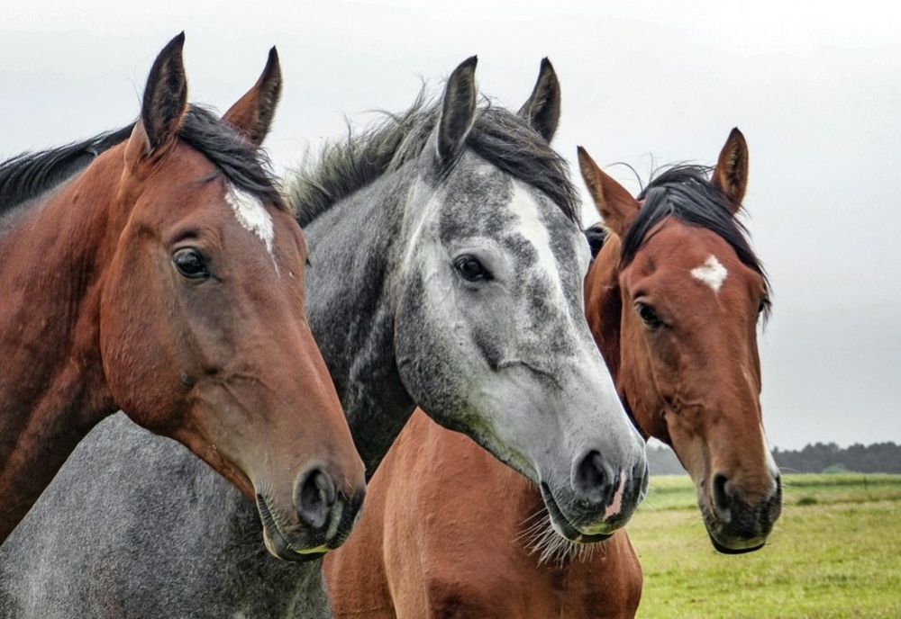 Prins după aproape 4 ani! Harghitean, care a furat 6 cai dintr-o fermă din Hodișu, anchetat de polițiștii din Huedin