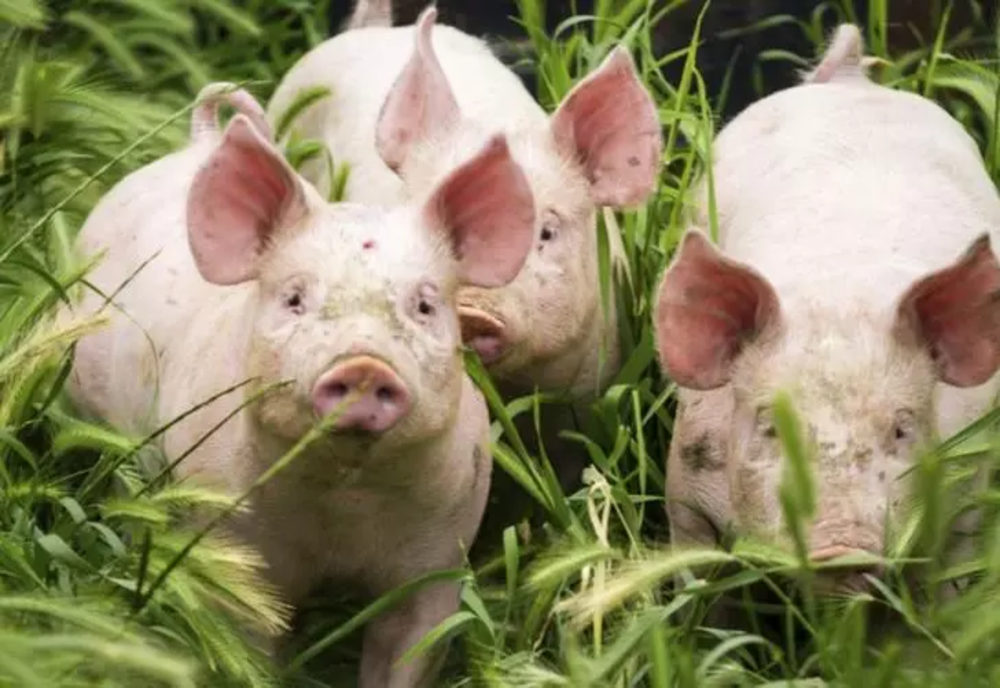 A fost eliminată din lege prevederea privind numărul maxim de porci ce pot fi crescuţi într-o gospodărie