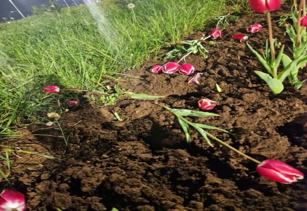 Furau flori de pe spațiile verzi din Târgoviște pentru a le vinde la florărie! Hoţii, prinşi în flagrant