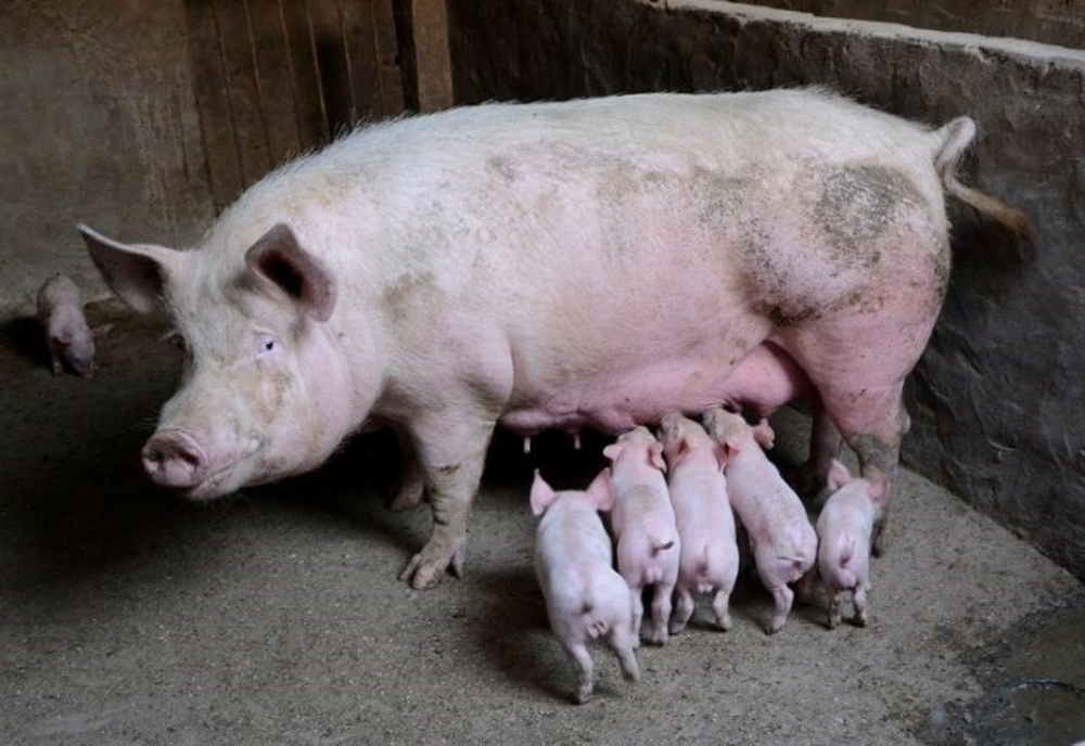 Românii vor putea crește în gospodării mai mult de cinci porci, dar trebuie să respecte anumite reguli
