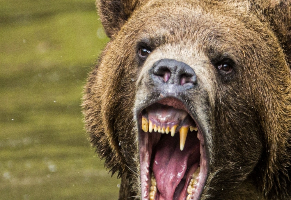 Prahova. Atac al unui urs într-o gospodărie din Ștefești