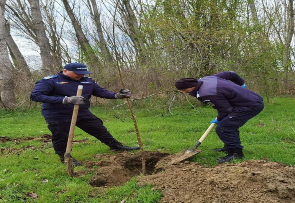 Jandarmii au plantat sute de copaci în Herăşti