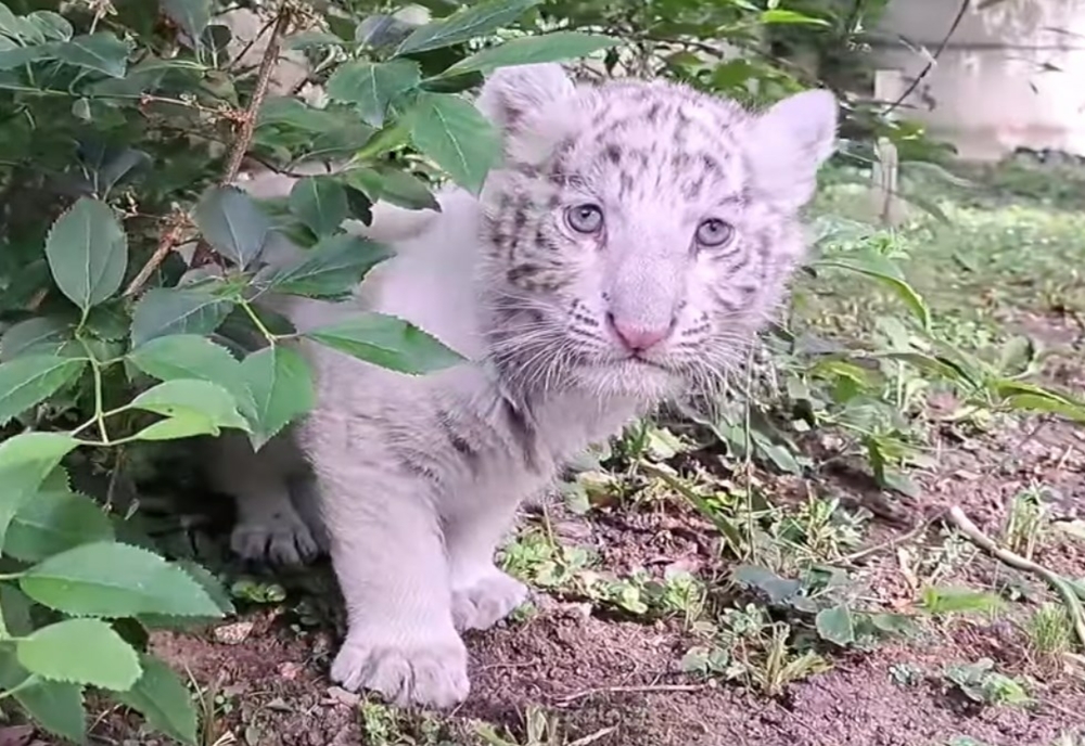 Grădina Zoologică din Târgu Mureș are noi locuitori: trei pui de tigru bengalez
