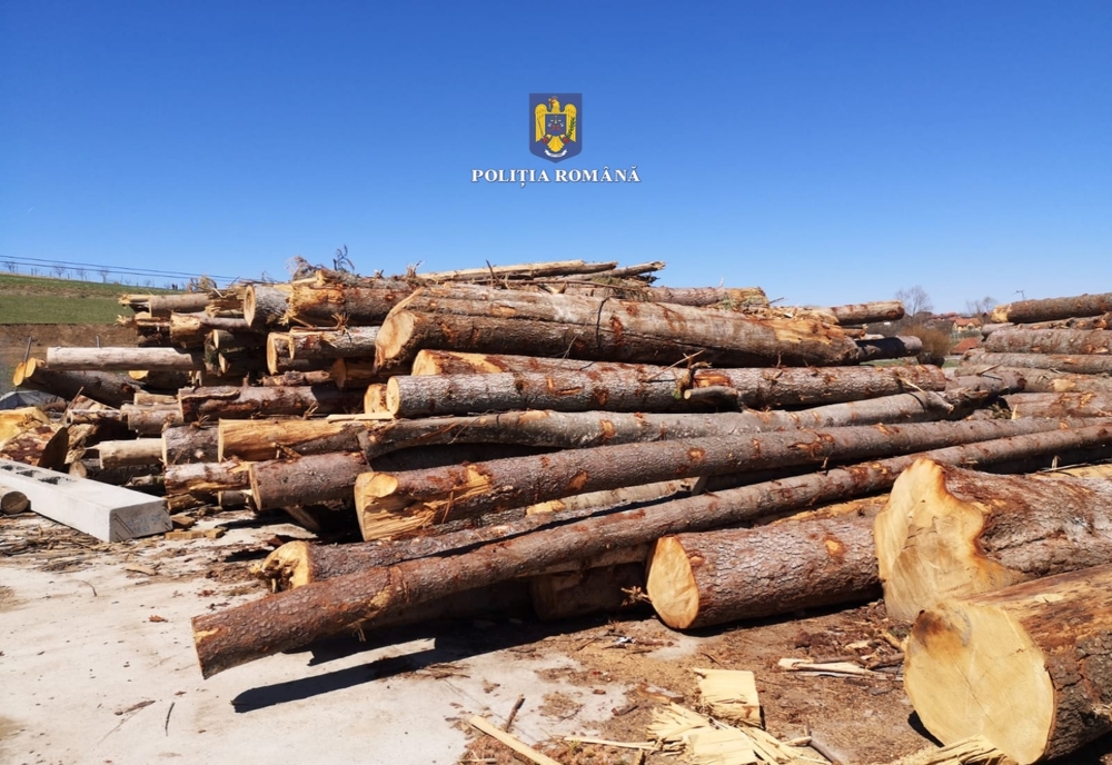 Peste 60 mc de material lemnos, confiscați de la o firmă din Tileagd! Polițiștii au aplicat și o amendă zdravănă