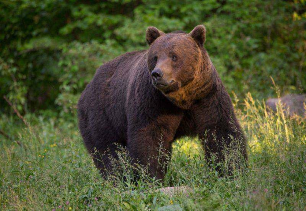 Localitate din Dâmbovița, terorizată de un urs! Avertismentul autorităţilor